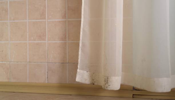 Trusted West Sand Lake, NY Mold Removal Experts