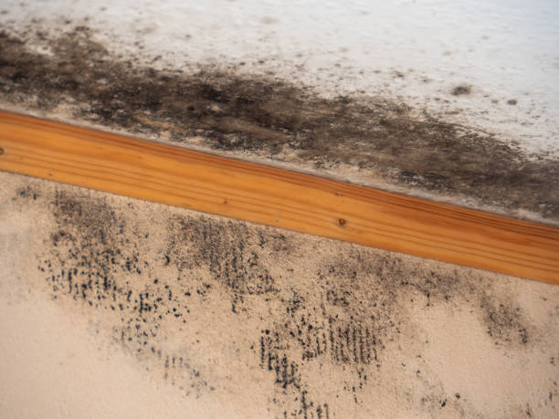 Best Emergency Mold Remediation  in West Sand Lake, NY
