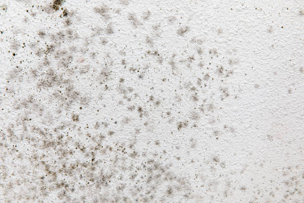 Best Mold Odor Removal Services  in West Sand Lake, NY