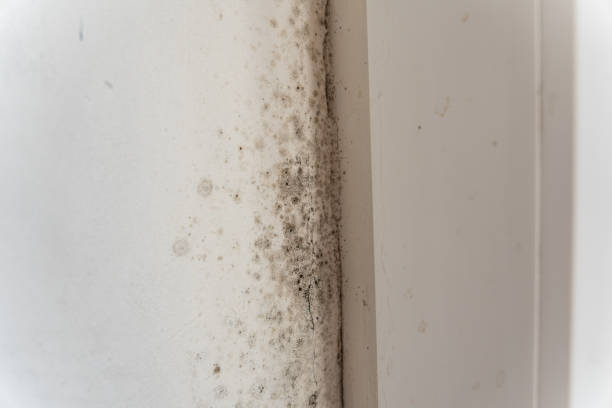 Environmental Consulting for Mold Prevention in West Sand Lake, NY